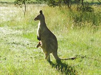 кенгуру с маленьким